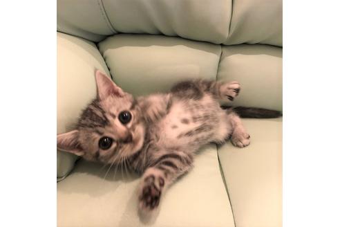 成約済の大阪府のアメリカンショートヘア-5380の1枚目